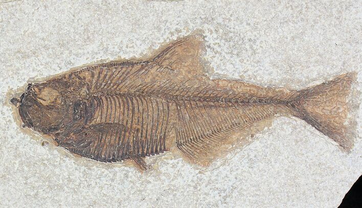 Diplomystus Fossil Fish - Wyoming #20829